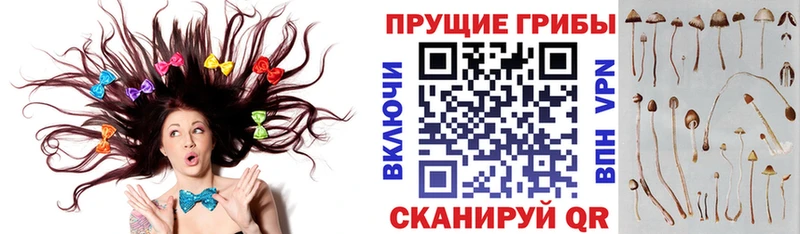 Псилоцибиновые грибы GOLDEN TEACHER  Приморск 